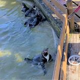 那須どうぶつ王国、日テレに抗議　タレントがペンギンの池に落下