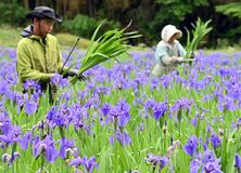 カキツバタの出荷ピーク　那珂川