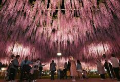 【夕刊】大藤ライトアップ　15日から