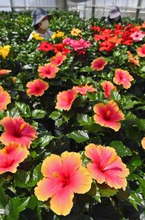 宇都宮でハイビスカス出荷