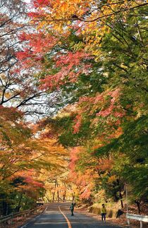 回顧園地彩る紅葉　那須塩原