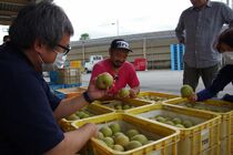 ハウス栽培のナシ 今シーズン初出荷　芳賀