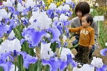 下野・石橋あやめ園でジャーマンアイリス見頃