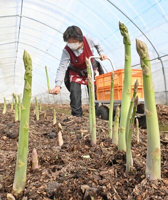 収穫時期を迎え、立派に成長したアスパラガス＝22日午前11時30分、栃木市宮田町