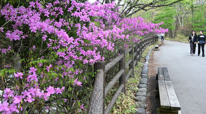満開となったトウゴクミツバツツジ