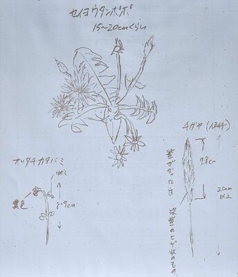 受刑者が発表した植物の観察レポート
