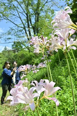 盛夏の里山を涼やかに彩るナツズイセン