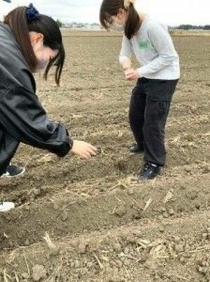 体験会でビール麦の種を手まきする親子＝栃木市