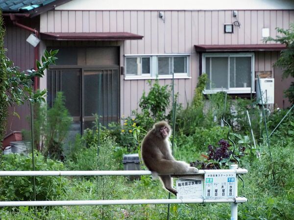 道路脇の柵に座るサル＝25日夕、宇都宮市戸祭町（井上詔さん撮影）
