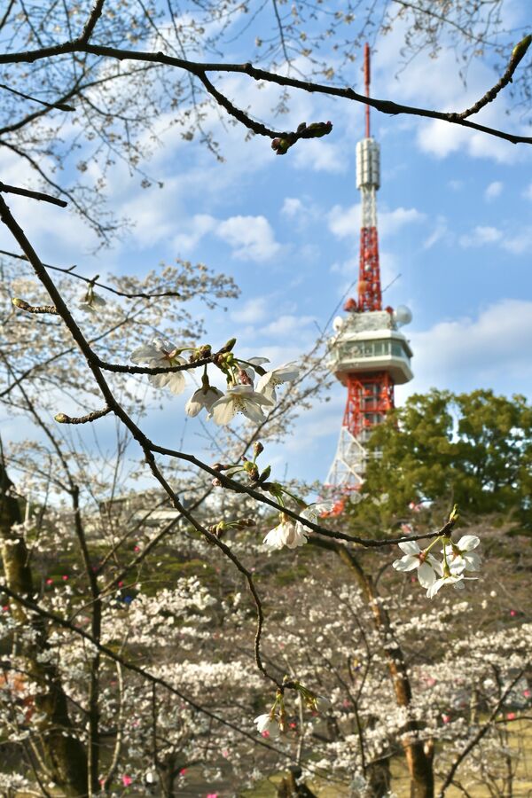 宇都宮市の八幡山公園は二分咲きほど=2日午後