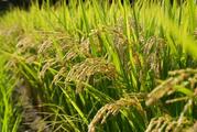 【独自】コメ増産へ、種もみ備蓄