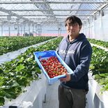 ナシ農家がイチゴ栽培を開始、なぜ？　宇都宮のABE　HOLIC　今季は…