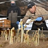 「那須の春香うど」出荷ピーク　全国トップの生産量、JAなすの管内