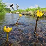 清流にひっそりと彩り　国内希少野生動植物の水草・シモツケコウホネ見頃　日光
