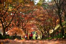 佐野・金蔵院の紅葉