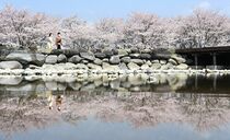 栃木県内 桜の便り