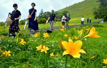 日光でニッコウキスゲ見頃