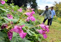 ツリフネソウ見頃