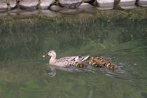 カルガモのひな誕生　足利