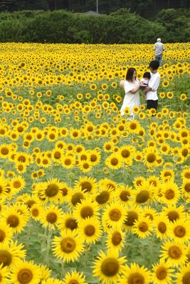 鮮やかに咲き誇るヒマワリ