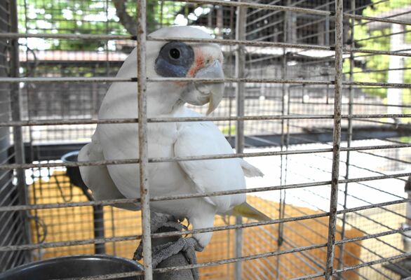 おしゃべりで人気者の公園のオウム