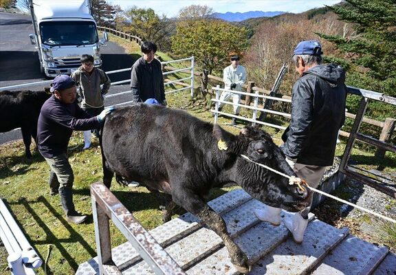 収牧される牛