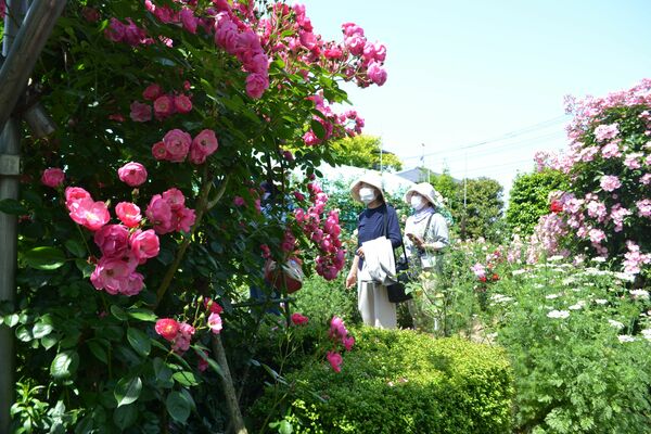 色とりどりのバラが楽しめる園内