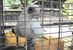 おしゃべりで人気者の公園のオウム