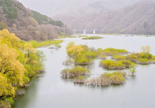 「五十里湖の水没林」舘脇守男（矢板）