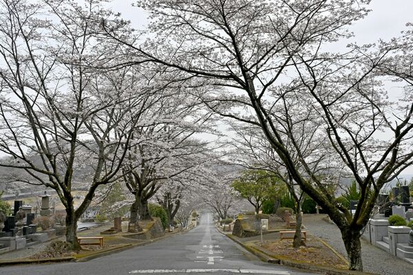 木によって二～八分咲きの宇都宮市・北山霊園＝４月３日午後