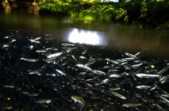 中禅寺湖に注ぐ川に放流され、群れを成すヒメマスの稚魚。湖の未来をつなぐ小さな命だが、成魚になって川に戻る割合は極めて少ない