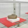 ナウマンゾウの臼歯、30年ぶり公開　矢板市郷土資料館で展示　７月12日まで