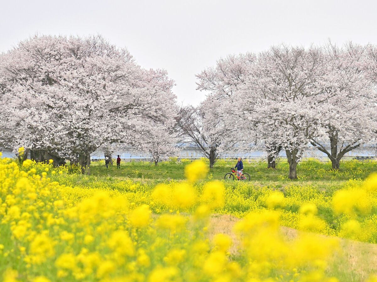 栃木県内桜便り2026 渡良瀬遊水地の桜（小山） 桜と菜の花が共演 花の