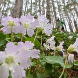 寒さの中でも春の訪れを告げる　那珂川で山野草イワウチワが見頃