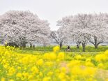 栃木県内桜便り2026　渡良瀬遊水地の桜（小山）　桜と菜の花が共演　花…