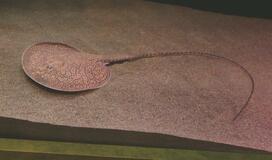 長時間かけ現地で採取