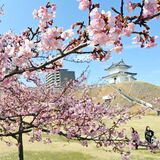 「宇都宮城桜まつり」11日開催　４年ぶり、30ブース並ぶ