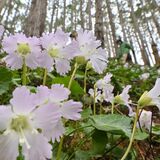 寒さの中でも春の訪れを告げる　那珂川で山野草イワウチワが見頃