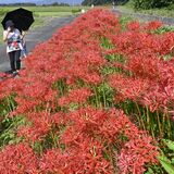 「人生に通じる」ヒガンバナの道　塩谷の荒川沿いで満開　見頃は来週いっぱい