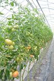 ＜129＞ＪＡうつのみやの春トマト　冬を越え豊かな甘さ蓄え　温度管理と水やり重要