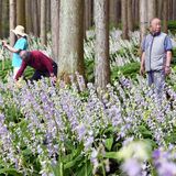 心癒やす薄紫　希少な山野草ナツエビネが見頃　塩谷で18日まで公開