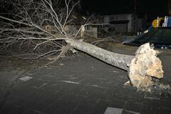 県内全域に強風