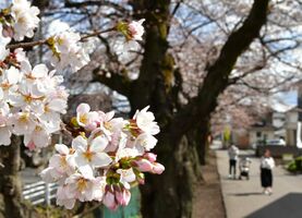 新川沿いで咲き始めた桜＝27日午後２時10分、宇都宮市花園町