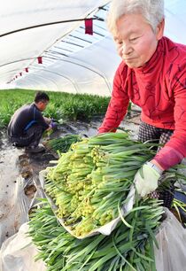 旬の冬ニラ収穫進む　鹿沼
