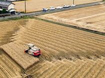 ビール大麦の収穫　小山