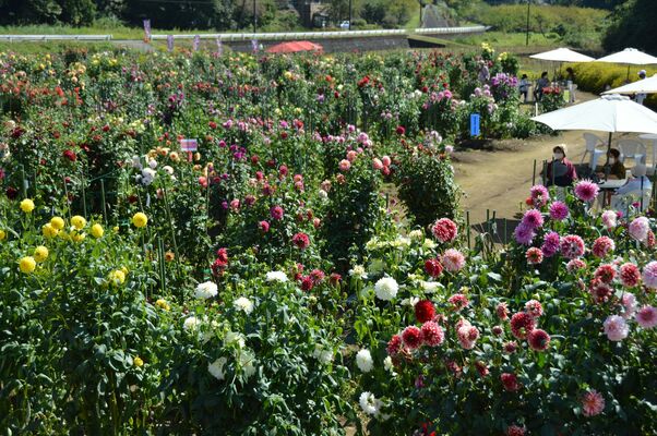 最盛期を迎えた「もてぎの森ダリア園」のダリア