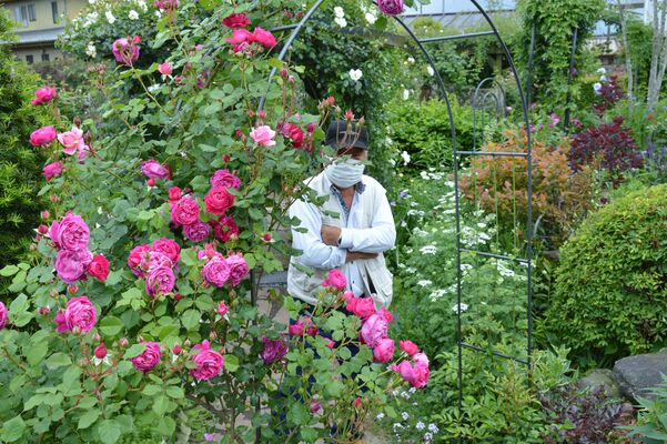荒井さん方で見頃となっているバラや草花