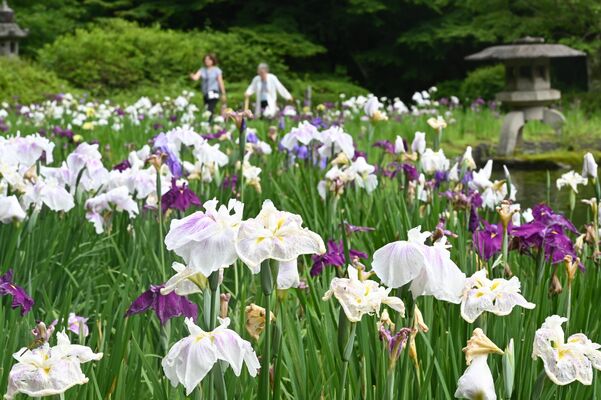 見頃を迎え池のほとりを彩るハナショウブ