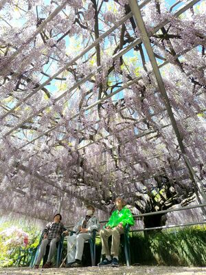 棚一面に咲くフジの花