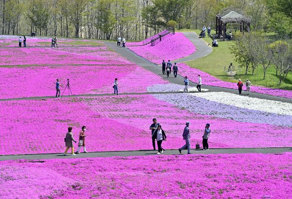 一面に広がる色鮮やかなシバザクラ＝22日午前11時、市貝町見上